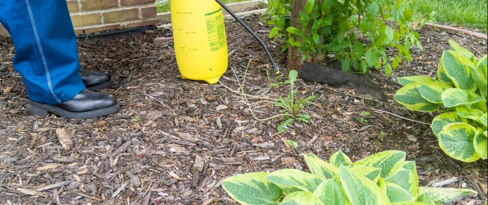 Applying weed control treatments to landscape bed for homeowner in Monroe, GA.