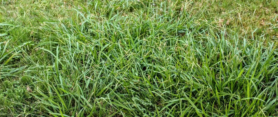 Crabgrass in lawn at Winder, GA home.