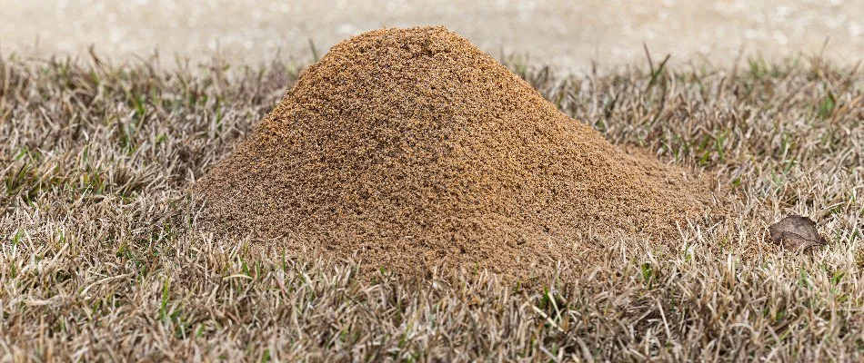 Fire ant mound at home in Monroe, GA.