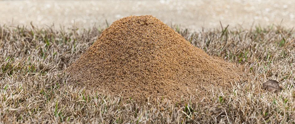 Fire ant mound at home in Monroe, GA.