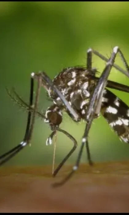Close up of a mosquito commonly found in the Monroe, GA area.