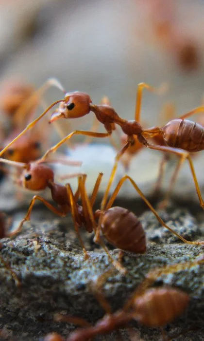 Fire ants in lawn at Bethlehem, GA home.