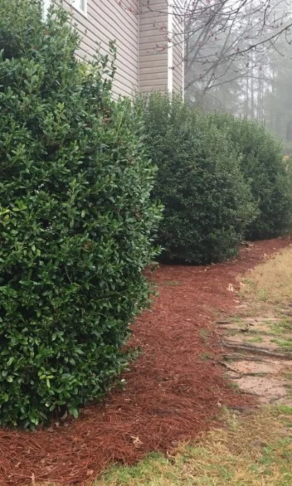 Home with healthy green shrubs in Winder, GA.