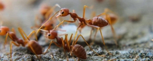 Athens, GA pest control