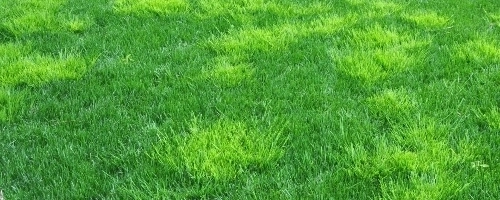 Crabgrass in Bethlehem, GA