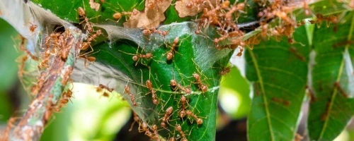 Fire ant control in Watkinsville, GA
