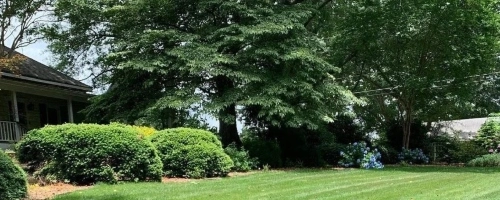 Hoschton, GA tree and shrub care