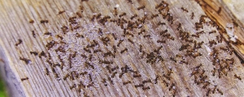 fire ant treatment in Jefferson, GA