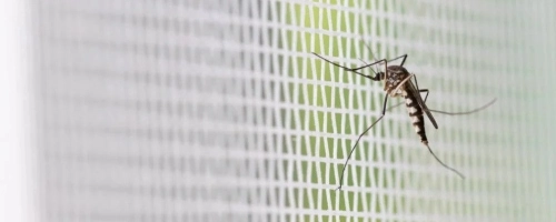 Mosquito control in Milton, GA