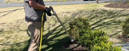 Tree & shrub care in Monroe, GA