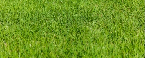 Sandy Springs, GA lawn care services