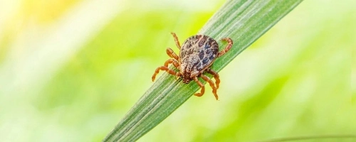 Sandy Springs, GA tick control services