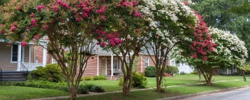 Sandy Springs tree & shrub care