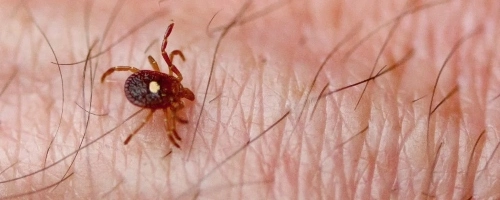 Tick control in Peachtree Corners, GA