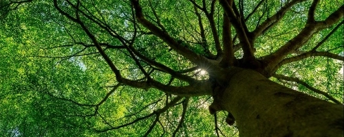 Tree & Shrub Care in Athens, GA