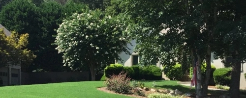 Watkinsville, GA tree and shrub care