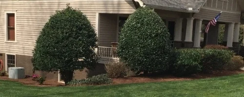 Bogart, GA tree & shrub care