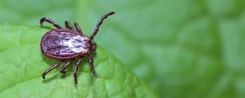 brown-tick-on-green-leaf