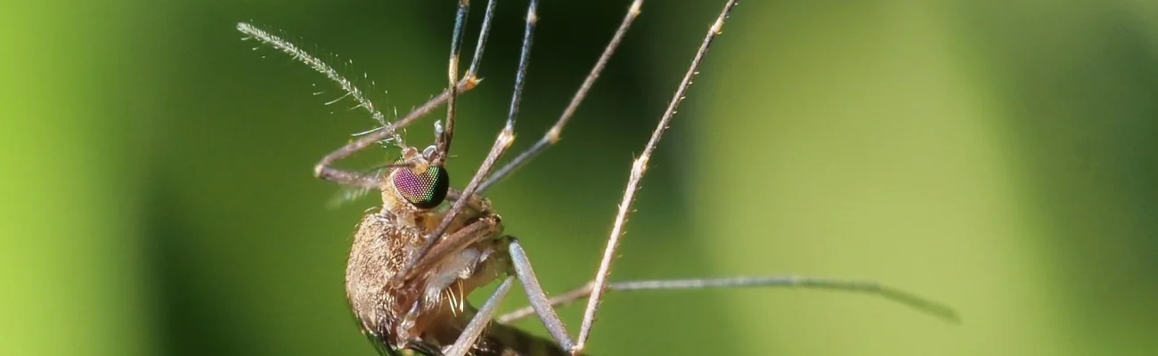 close-up-of-mosquito-on-leaf