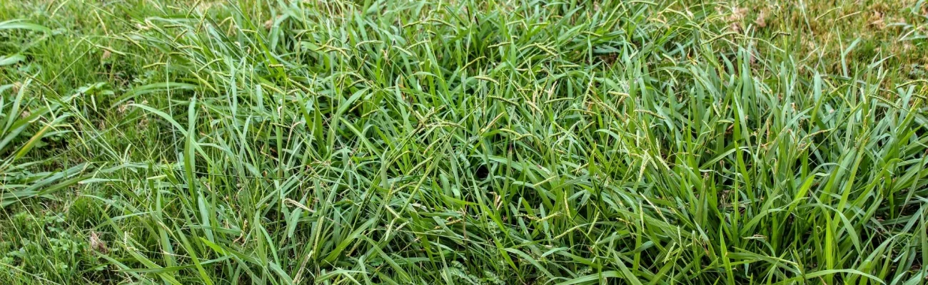 crabgrass-weeds-on-lawn-needing-weed-control
