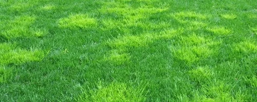 Crabgrass Weeds