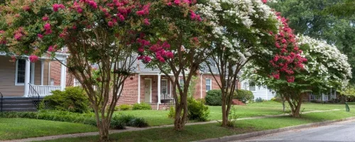 crepe-myrtle-trees