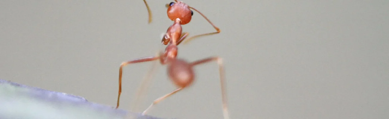 fire-ant-in-a-yard