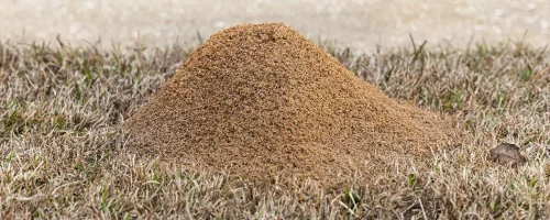 fire-ant-mound-on-lawn