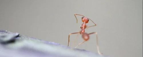 fire-ant