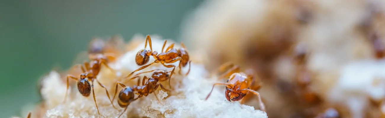 fire-ants-crawling-on-their-mound