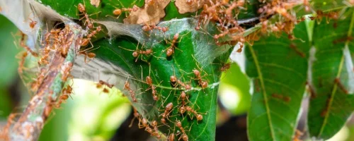 fire-ants-on-green-leaf