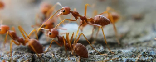 fire-ants-on-the-ground