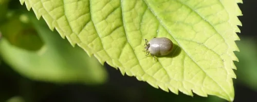 flea-on-a-green-leaf