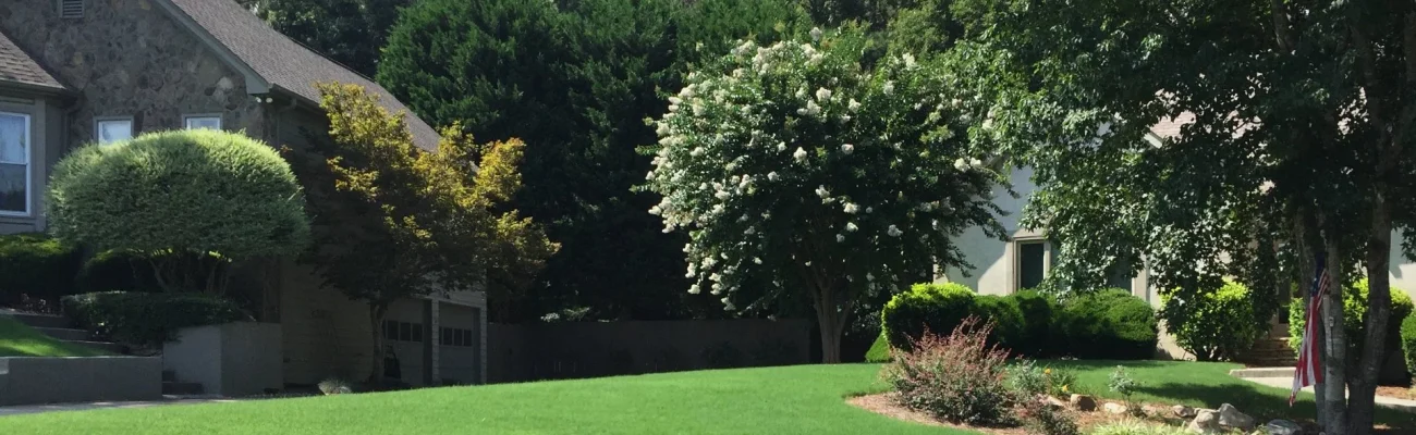 green-lawn-dense-trees-and-shrubs