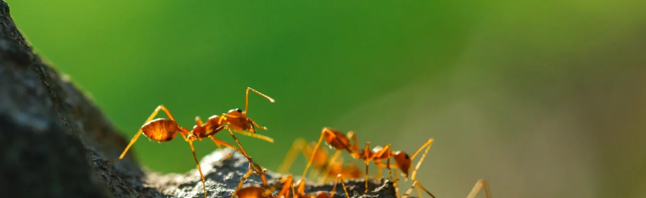 group-of-fire-ants-crawling-on-rock
