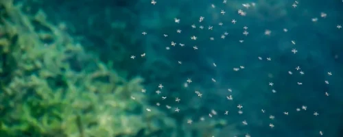 group-of-mosquitoes-flying-around