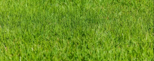healthy-lawn-after-fertilization