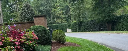 healthy-lush-trees-shrubs-along-road