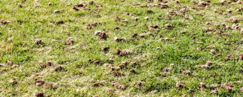 Lawn Aeration in Georgia