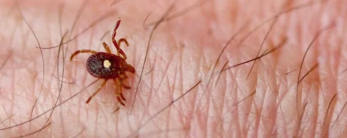 Lone star tick on the skin
