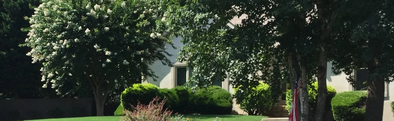 lush-green-trees-and-shrubs-thick-grass