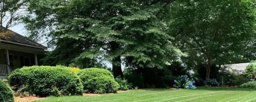 lush-trees-and-shrubs