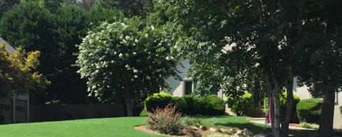 lush-vibrant-trees-and-shrubs-on-lawn