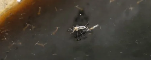 mosquito-laying-eggs-on-standing-water