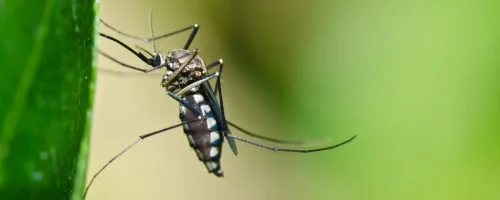 up close mosquito on a green leaf