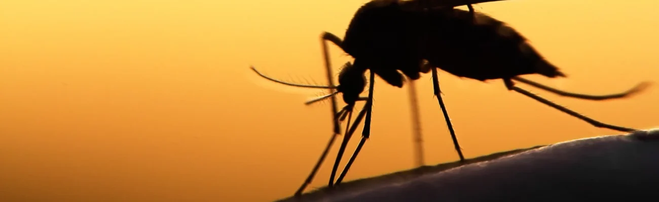 mosquito-on-object-at-dusk-orange