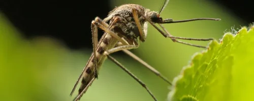 close up of a mosquito standing on a leaf