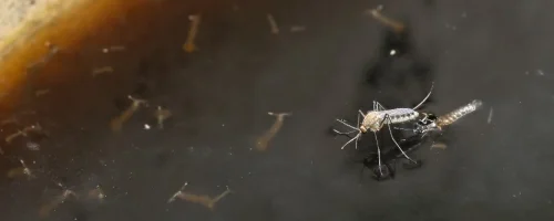 mosquito-with-larvae-on-standing-water