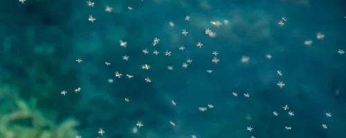 mosquitoes-flying-around