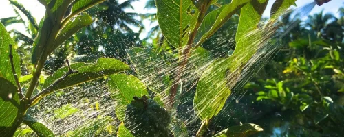 spraying-fertilizer-treatment-to-plant